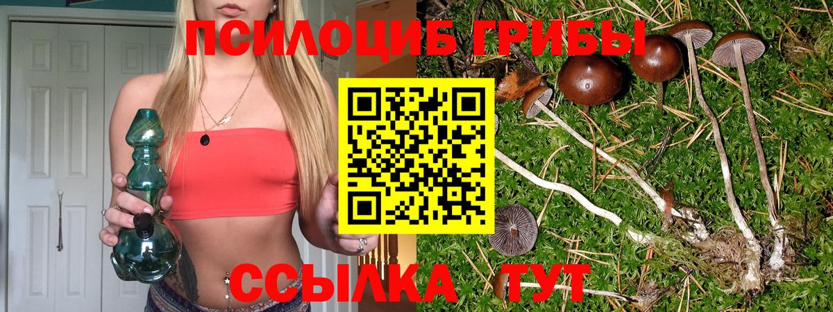 Псилоцибиновые грибы Psilocybine cubensis Тихвин